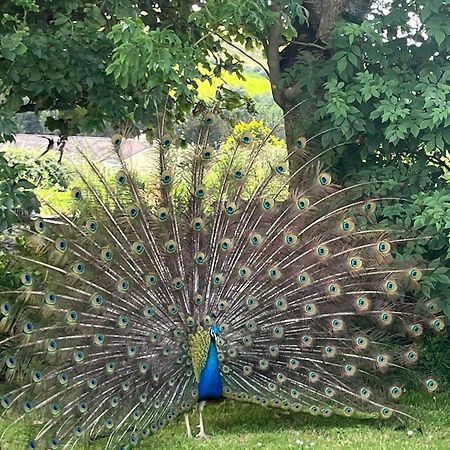 Family And Pet Friendly Farm Stay Ballyshannon Esterno foto