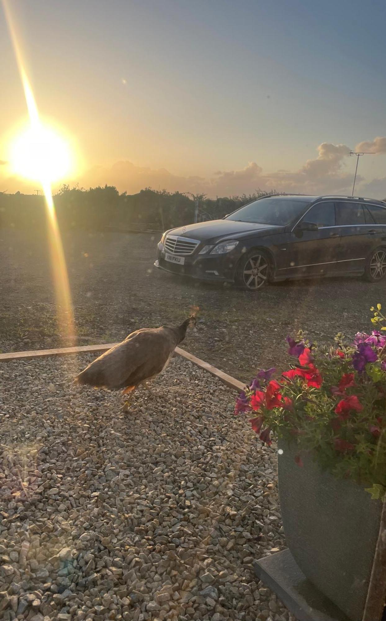 Family And Pet Friendly Farm Stay Ballyshannon Esterno foto
