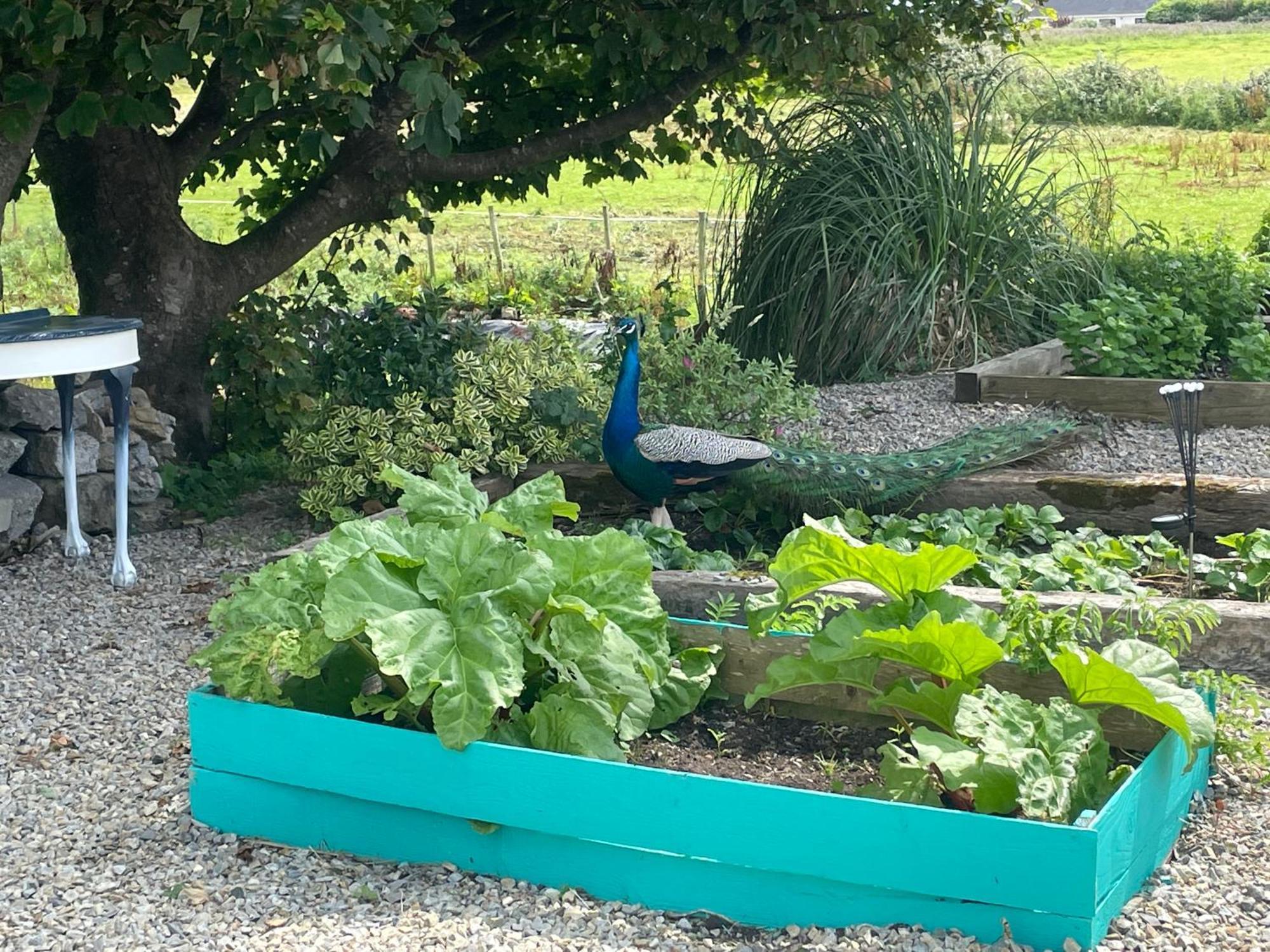 Family And Pet Friendly Farm Stay Ballyshannon Esterno foto