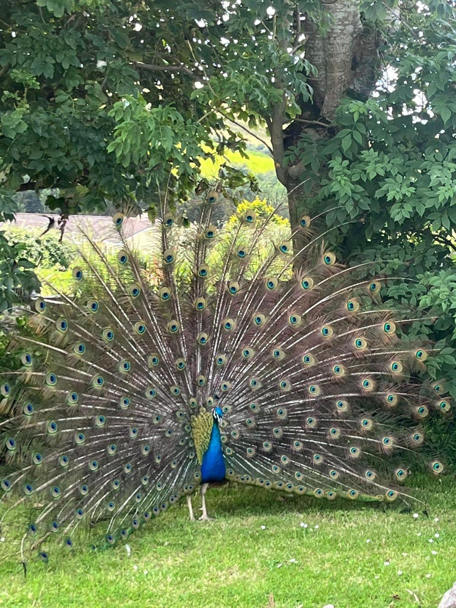 Family And Pet Friendly Farm Stay Ballyshannon Esterno foto